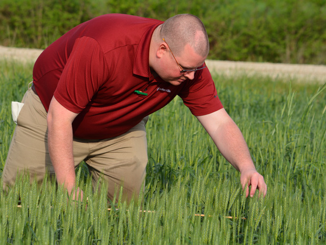 Over 80 scouts -- including Tim Pohlman, a tech solutions analyst with Ardent Mills -- are measuring hard red winter wheat across the Wheat Belt this week. (DTN/The Progressive Farmer photo by Rhonda Brooks)